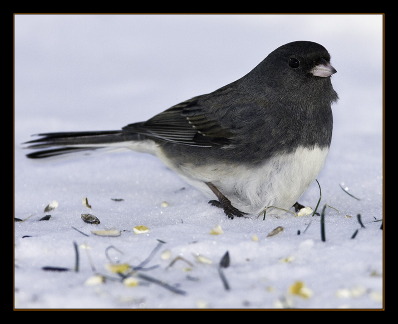 Dark-eyed Junco, another species of "snow bird," enjoying a snack on the ground under a feeder. Below: Snow Buntings, the famed "snow birds," in flight in an agricultural field in winter. Courtesy Kirk Rogers Dark-eyed Junco, another species of "snow bird," enjoying a snack on the ground under a feeder.