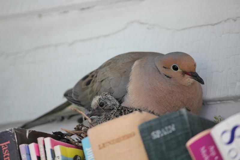 On June 19, a baby dove peeks out from under its sitting parent. SUE MELLO/Boothbay Register. On June 19, a baby dove peeks out from under its sitting parent. SUE MELLO/Boothbay Register.