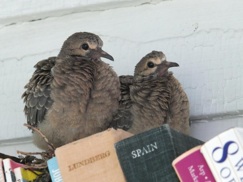 By June 27, the baby doves, now looking like fluffy adults, are just about ready to fly. SUE MELLO/Boothbay Register. By June 27, the baby doves, now looking like fluffy adults, are just about ready to fly. SUE MELLO/Boothbay Register.