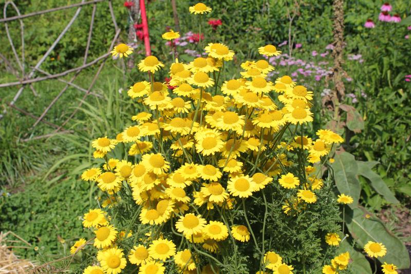 Golden marguerite. Beautiful in its own right, the golden marguerite also attracts beneficial insects that prey on the bad bugs. Let nature help you fight garden pests. SUE MELLO/Boothbay Register Golden marguerite. Beautiful in its own right, the golden marguerite also attracts beneficial insects that prey on the bad bugs. Let nature help you fight garden pests. SUE MELLO/Boothbay Register