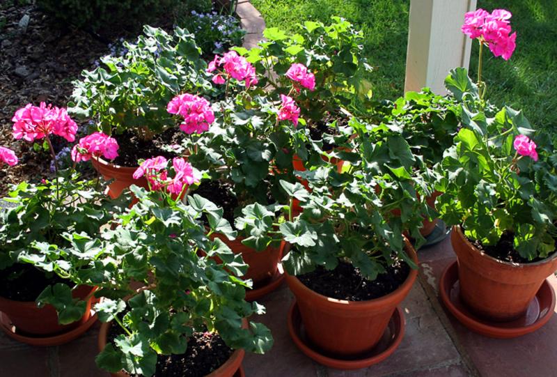 Geraniums (Pelargonium) are but one of many lovely garden flowers that thrive indoors after the growing season. The October 11 workshop at CMBG is a chance to learn how to bring the outdoors inside for winter. Courtesy of Barbara Freeman Geraniums (Pelargonium) are but one of many lovely garden flowers that thrive indoors after the growing season. The October 11 workshop at CMBG is a chance to learn how to bring the outdoors inside for winter. Courtesy of Barbara Freeman