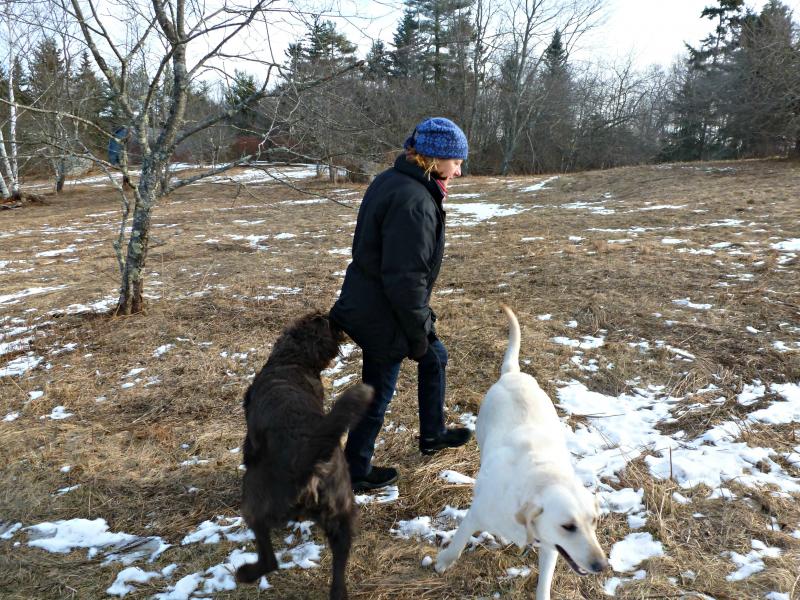 Cedar the Labradoodle and Ella the yellow Lab swarm around Stockwell until all the dog treats in her coat vanished. KATRINA CLARK/Boothbay Register