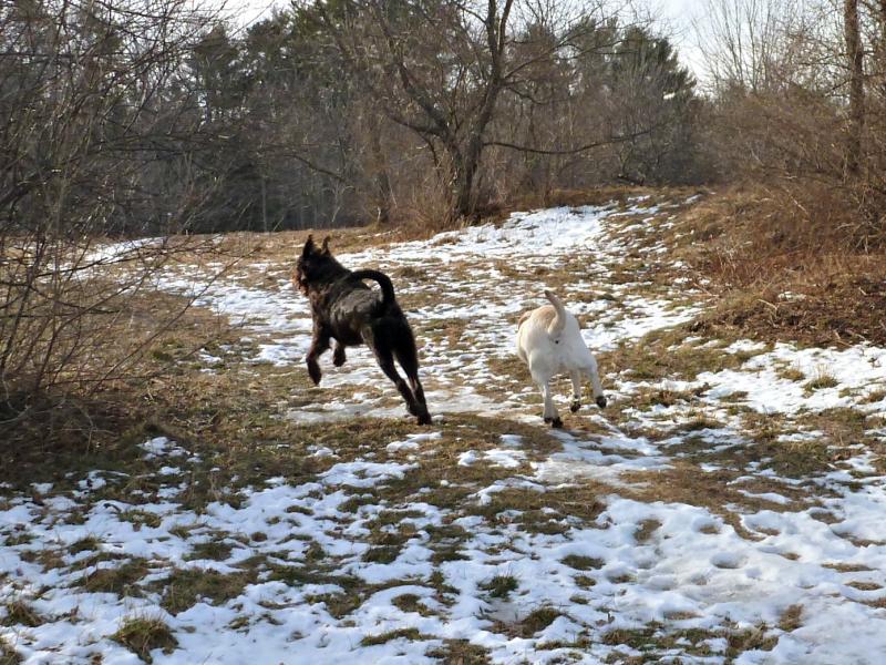 Poetry in motion: Ella and Cedar have a great time running and chasing each other. KATRINA CLARK/Boothbay Register