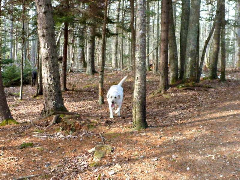 Ella comes running for praise after chasing a trespassing squirrel up the nearest tree. KATRINA CLARK/Boothbay Register