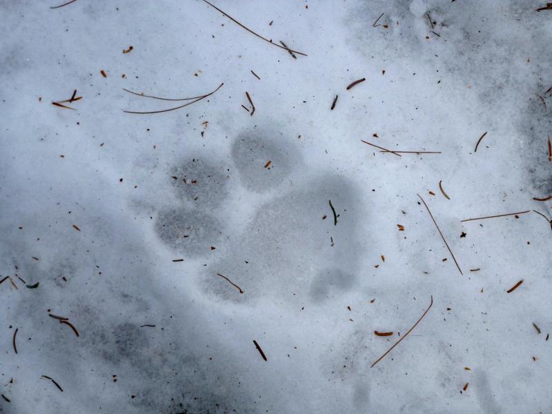 Evidence of other dogs that have walked these paths recently. KATRINA CLARK/Boothbay Register