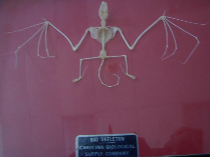 This bat skeleton was among the displays Crowley passed around during the talk. SUSAN JOHNS/Wiscasset Newspaper bat skeleton