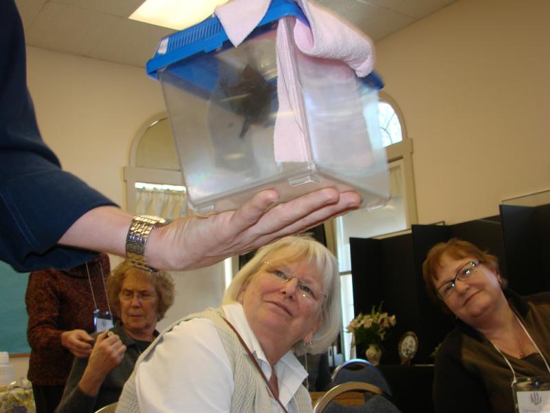 Linda Adams, left, of Wiscasset and Patrina Curtis of Richmond look up at August, from the big brown bat species. The bat attended a January 9 meeting of the Wiscasset Garden Club at the First Congregational Church’s fellowship hall, with Keith Crowley of the Chewonki Foundation. SUSAN JOHNS/Wiscasset Newspaper big brown bat Wiscasset Garden Club Chewonki Foundation