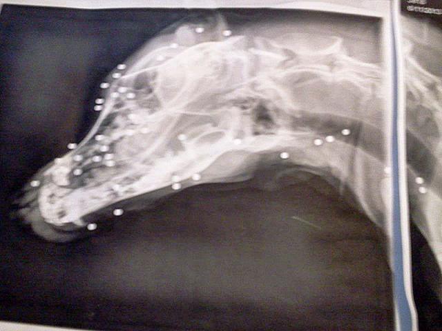 At least 27 BB shots can be seen on this X-ray of Lady's torso. (Courtesy Lincoln County Animal Shelter)