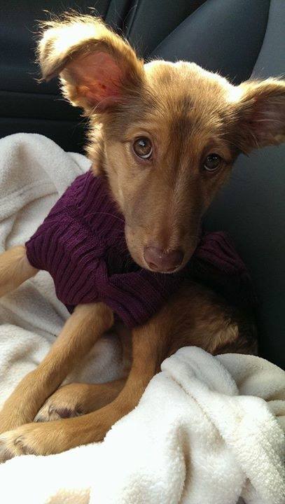 Vivvie, a four-month-old mixed breed is currently being fostered in Bar Harbor. Vivvie has recently recovered from canine parvovirus after two months of treatment and is looking for her forever home. For more information on adopting her, email Renee Coombs, Director of the Maine group, at recoombs2012@gmail.com. Courtesy of the Underhound Railroad