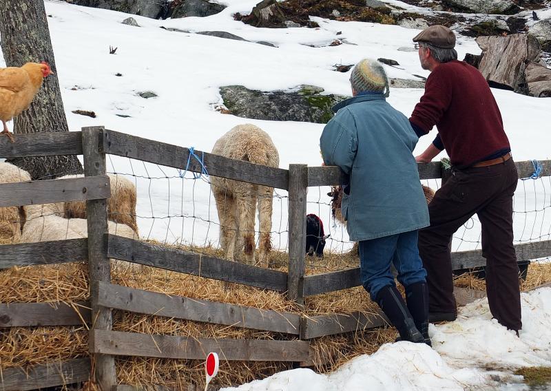 SUSIE STEPHENSON and her husband Tom Blackford watch over the flock. SUZI THAYER/Boothbay Register