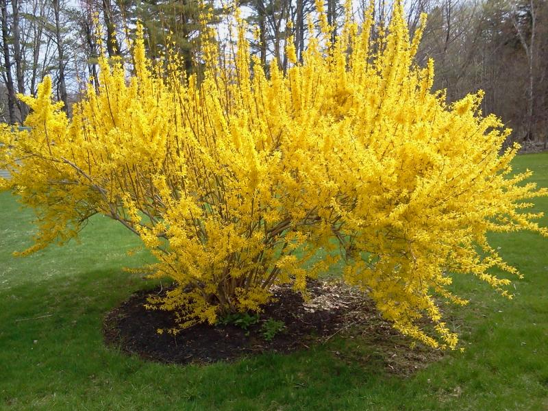 At this time last spring, there were daffodils poking up through the ground, and forsythia bushes were getting ready to burst forth. With the ground still frozen and more snow in the forecast, it may still be a while before we see any of those cheerful, bright yellow blossoms. SUZI THAYER/Boothbay Register