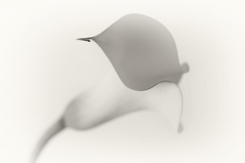 Sarah Beard Buckley's “White Calla Lily,” entered in the Special Theme/Flowers category, was selected Best of Show by juror Freeman Patterson for the 2014 Maine Photography Show. Courtesy of MPS