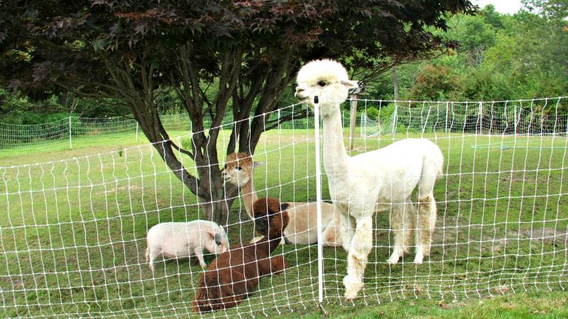 The alpacas get along well with Philomena the miniature pig. Alpacas Coco Chanel and Gloria Swanson rest while Sunny keeps her eyes open. KATRINA CLARK/Boothbay Register