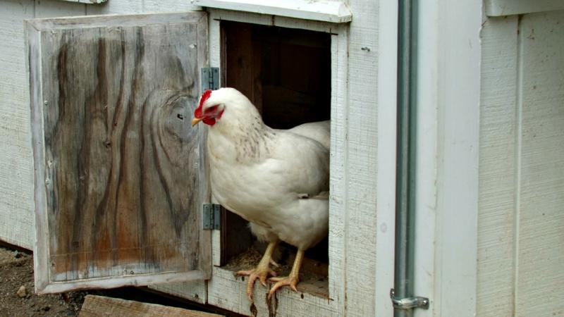 A chicken pauses in the door between the open area and nesting room. KATRINA CLARK/Boothbay Register