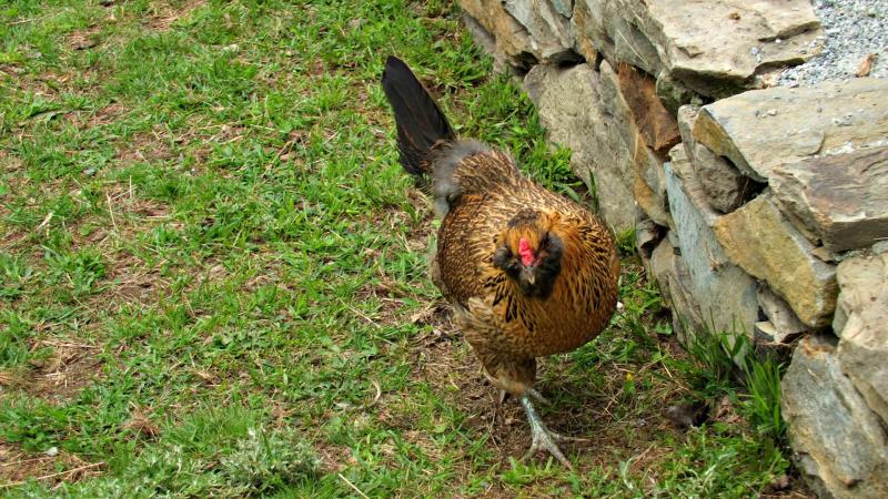 A free-range chicken strolls by a stone wall at Lyric Meadow Farms. KATRINA CLARK/Boothbay Register