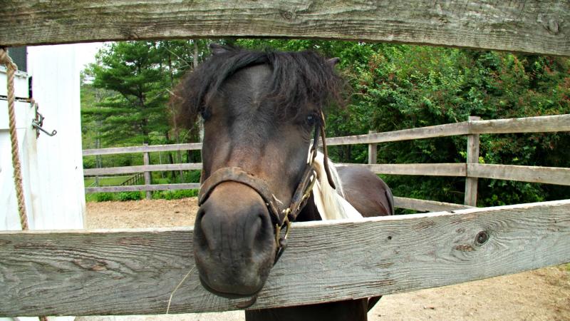 Why hello there! Horse April curiously pokes her head through the fence. KATRINA CLARK/Boothbay Register