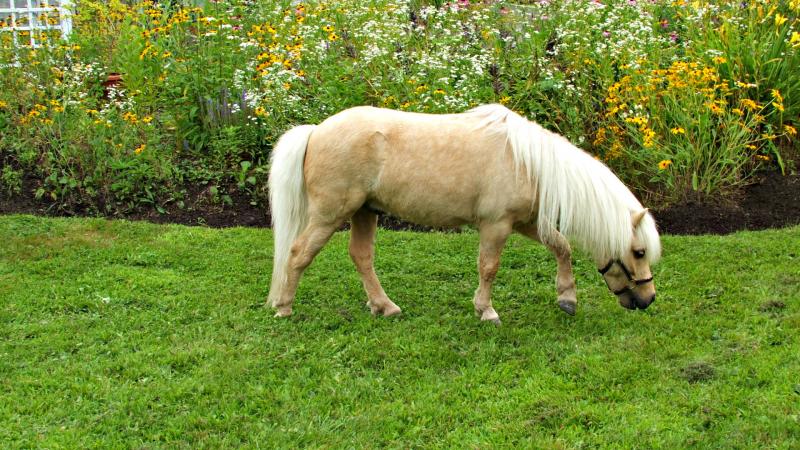 Horse Elijah enjoys a graze in the front yard. KATRINA CLARK/Boothbay Register
