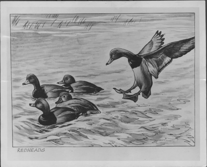 This 1946 duck stamp by Robert Hines was the first of its kind that sold over 2 million copies. Courtesy of U.S. Fish and Wildlife Service/Dr. Juriga