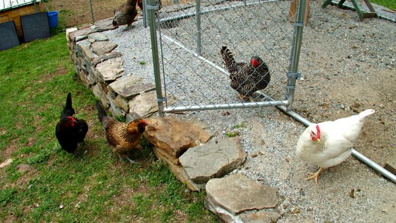 Free-range chickens. KATRINA CLARK/Boothbay Register