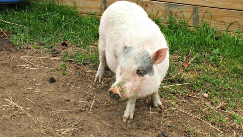 Philomena Florence Darlington, a pig. KATRINA CLARK/Boothbay Register