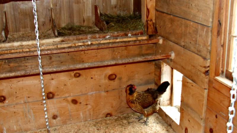 Hey, what are you doing in my house? KATRINA CLARK/Boothbay Register