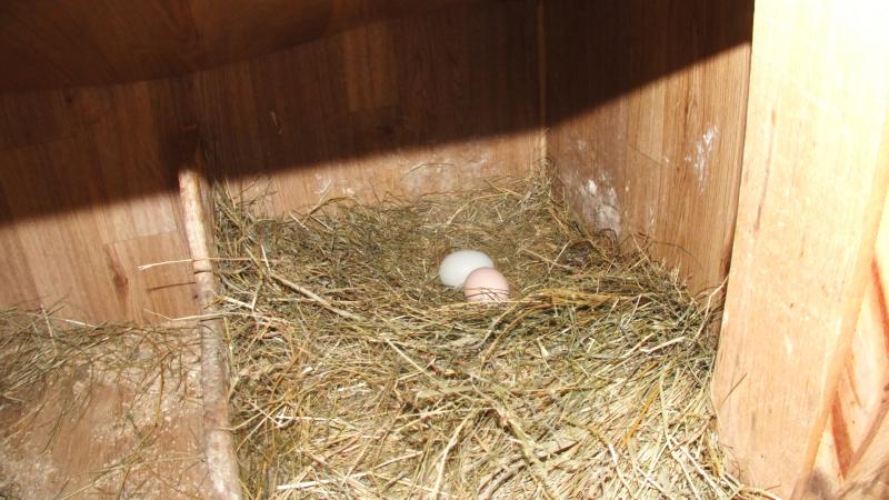 Freshly-laid eggs in the hen house. KATRINA CLARK/Boothbay Register