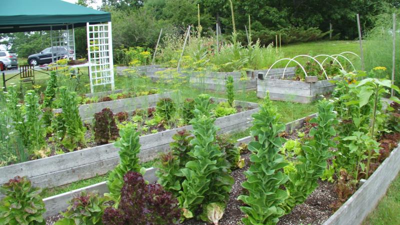 Lettuce in the gardens. KATRINA CLARK/Boothbay Register