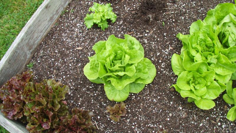 Yummy butter lettuce. KATRINA CLARK/Boothbay Register