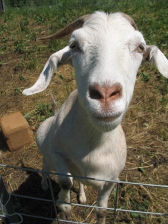 OLIVE will be at Morris Farm Trust this Sunday, July 27 for the Open Farm Day. Courtesy of John Affleck, Morris Farm