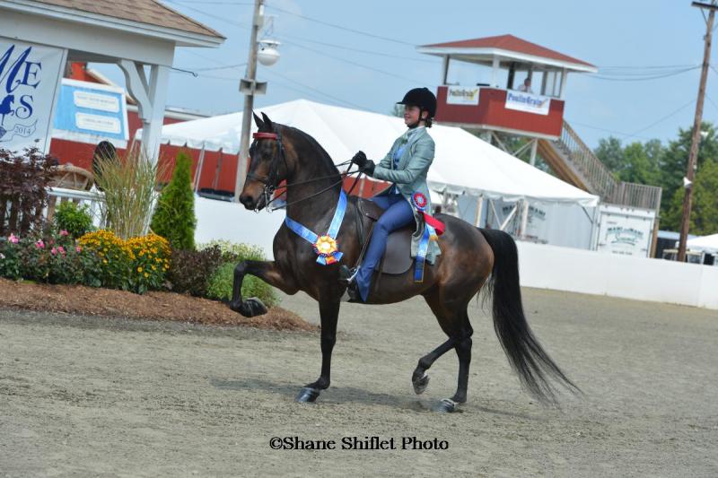 HALI GOODWIN AND HER HORSE CBMF Off The Charts are heading to Morgan Grand National and World Championship Horse Show in Oklahoma City, Okla. The team has already won championships in regional and state competitions this year. Courtesy of Shane Shiflet