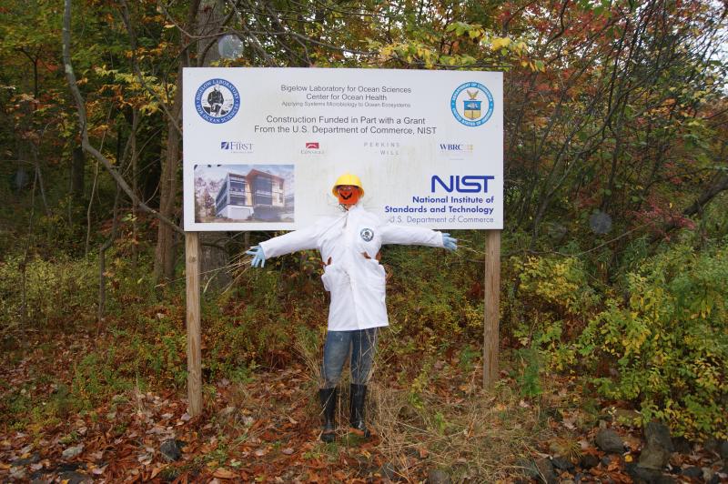 Bigelow Laboratory's scarecrow. His name is Hayry Bryant Bigelow, after the lab’s famous namesake Henry Bryant Bigelow. Courtesy of Darlene Trew Crist