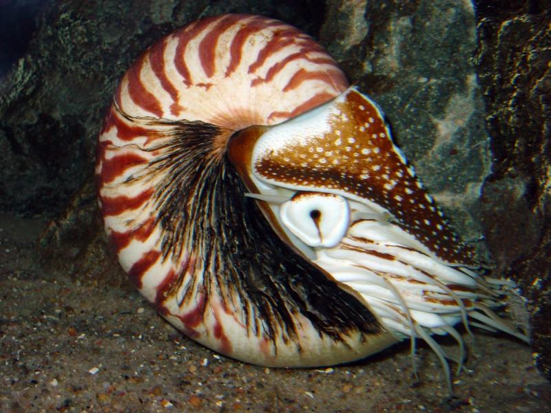 A chambered nautilus. Public domain photo