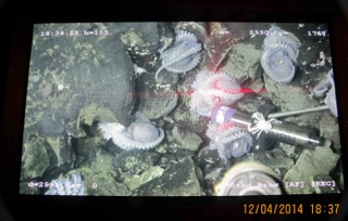 The screen inside Alvin while it was on the seafloor. How many octopi can you see? Courtesy of chief scientist Geoff Wheat, Woods Hole Oceanographic Institution