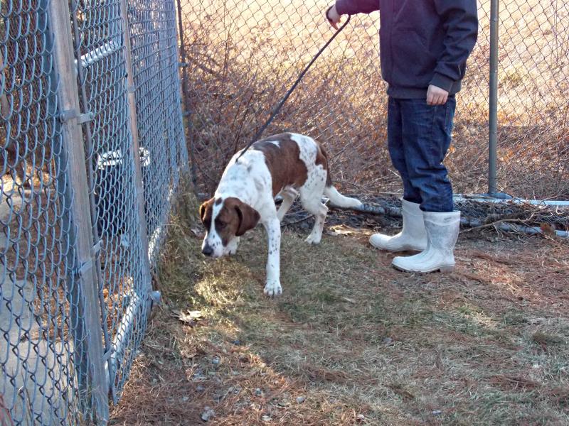 Rufus, the 6-year-old redtick hound. KATRINA CLARK/Boothbay Register