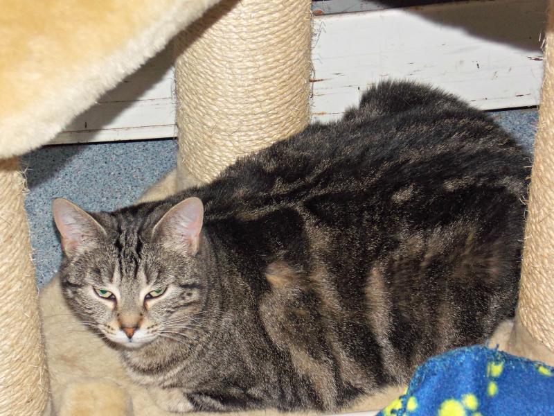 Chrissy, the shy and sweet girl who has been at Lincoln County Animal Shelter for over three years. KATRINA CLARK/Boothbay Register