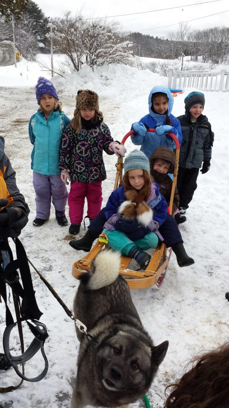 Program participants learn about this unusual breed of dog, Norwegian elkhound, and dog-sledding at a DRA program before they go for a ride. The Damariscotta River Association Winter Fest will offer similar opportunities as well as ice skating, snowshoeing, food, and an animal track craft. Courtesy of the DRA