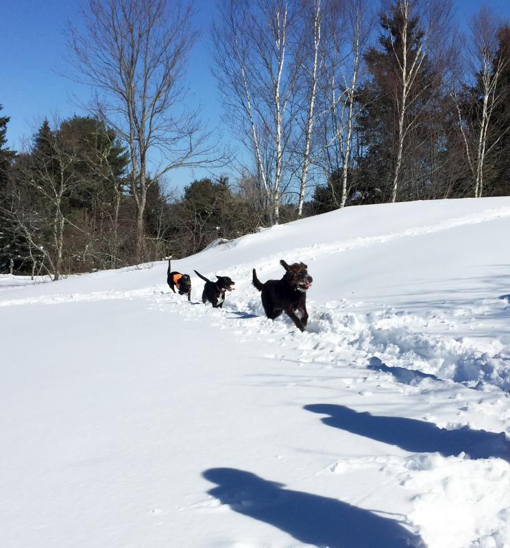 With Cedar in the lead, three of the dogs spent a good part of the hike running to their hearts’ content. SUZI THAYER/Boothbay Register