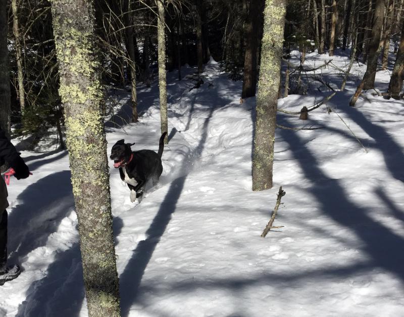 Jackson was obviously having a blast during most of the hike. SUZI THAYER/Boothbay Register