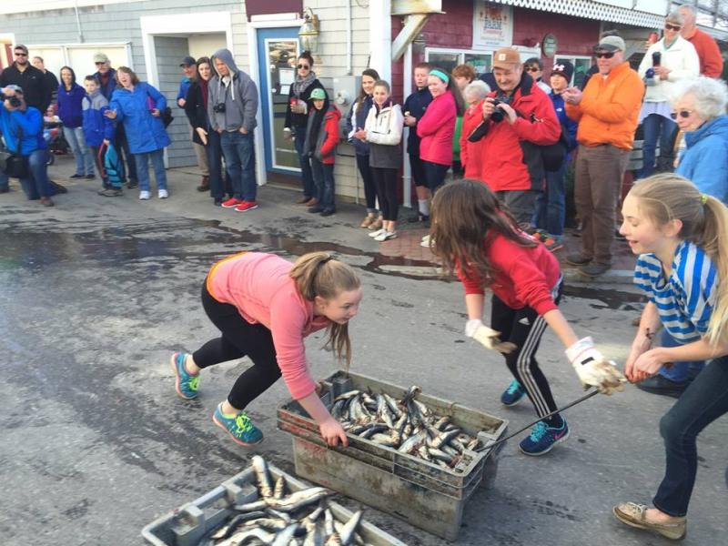 Rachel Gentry, Brittani Hartley and Marissa Peters shovel bait. BEN BULKELEY/Boothbay Register
