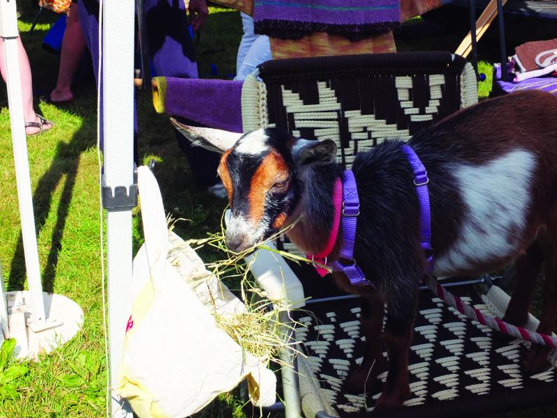 This goat, from Blue Tin Farm in Trevett, spent most of his morning eating hay from a Renys bag. SUZI THAYER/Boothbay Register