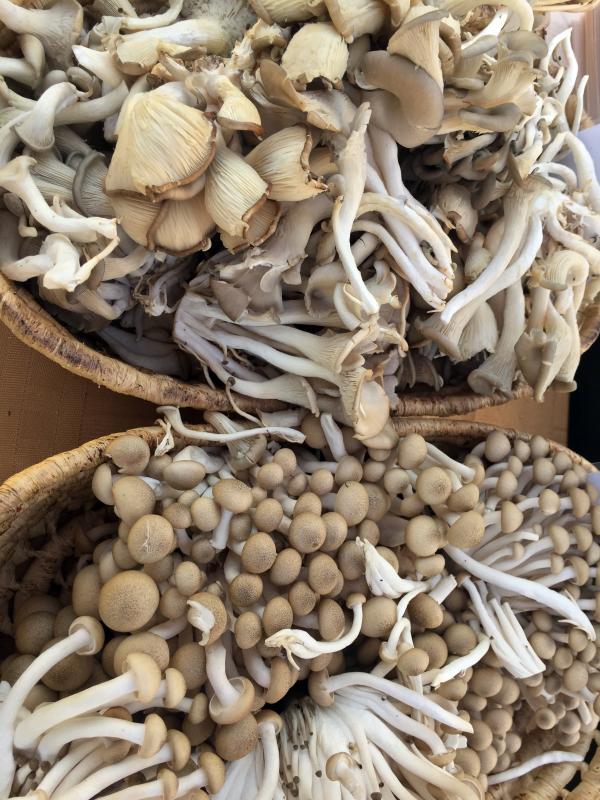 Mushrooms from Oyster Creek Farm & Mushroom Co. in Damariscotta. SUZI THAYER/Boothbay Register