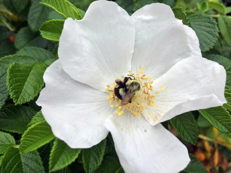 SUZI THAYER/Boothbay Register