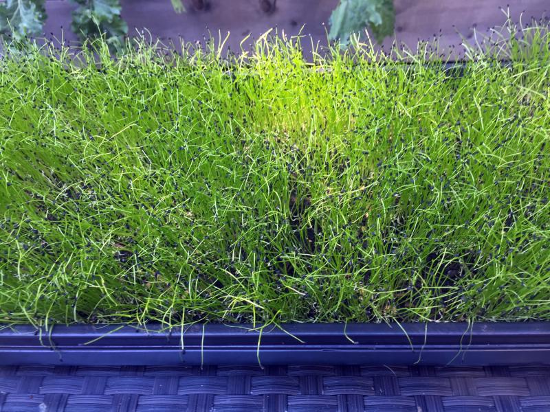A tray full of We Grow Microgreens’ microgreens. SUZI THAYER/Boothbay Register