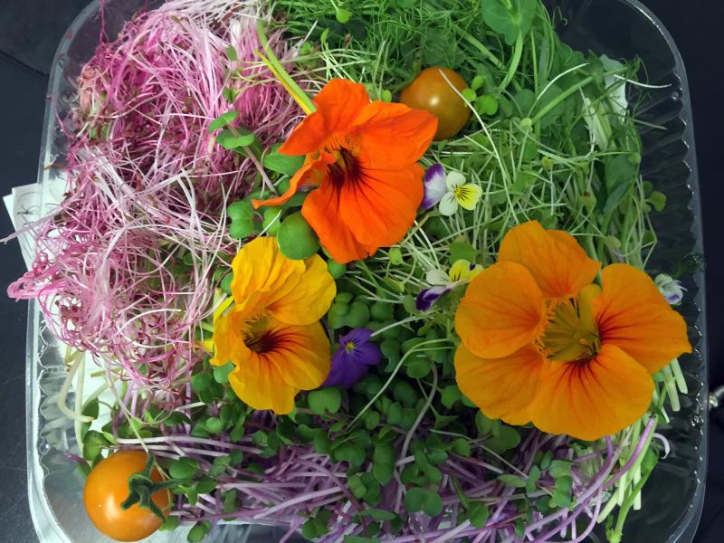 One of Lisa Evans’ and Tim Smith’s products is this microgreen and edible flower salad. Healthful and beautiful! SUZI THAYER/Boothbay Register