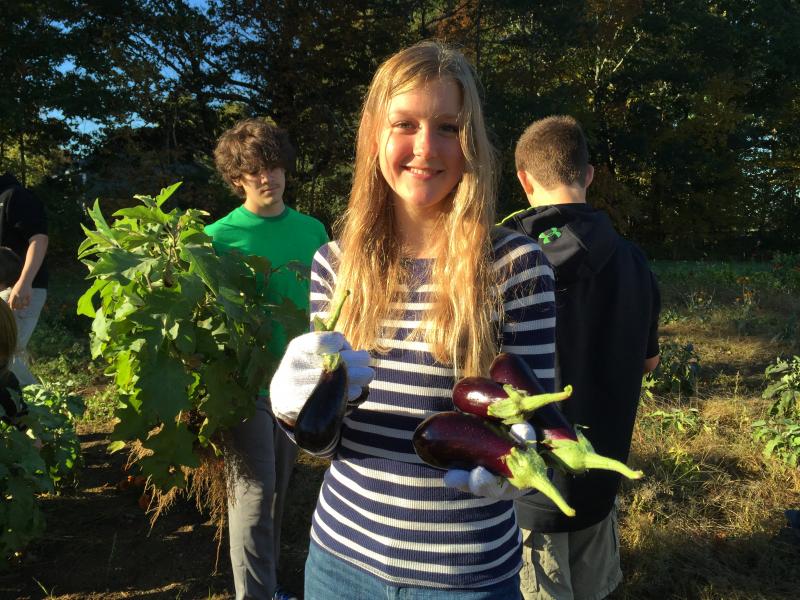 Loren Genrich gathers tiny eggplants to take home. KATRINA CLARK/Boothbay Register