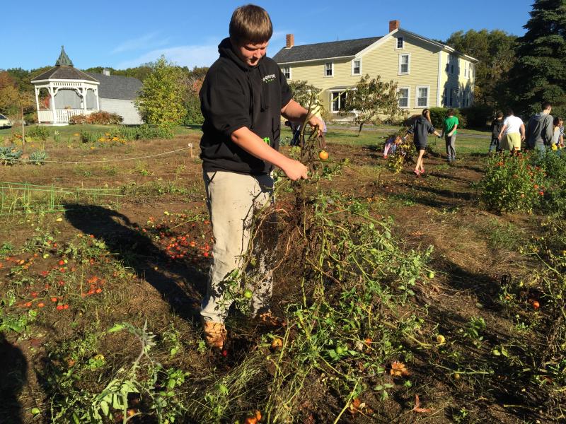 Alex Hibbard untangles two plants stuck together. KATRINA CLARK/Boothbay Register