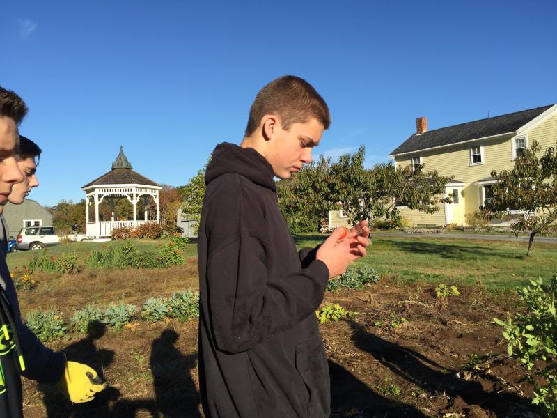 Mitch Andrews tries one of the leftover tomatoes. KATRINA CLARK/Boothbay Register