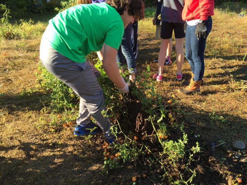 Gerald Gagne giving it his all pulling up old plants. KATRINA CLARK/Boothbay Register