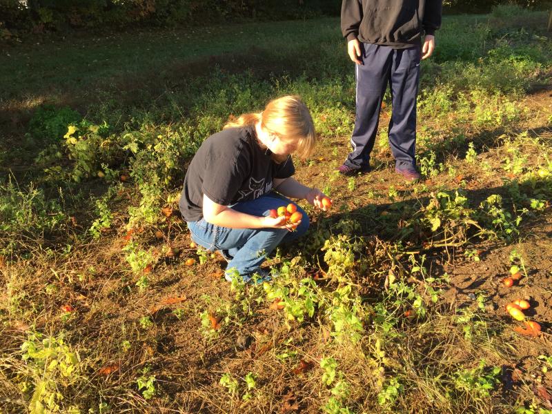 Savannah Sediry collects fallen tomatoes to bring home. KATRINA CLARK/Boothbay Register