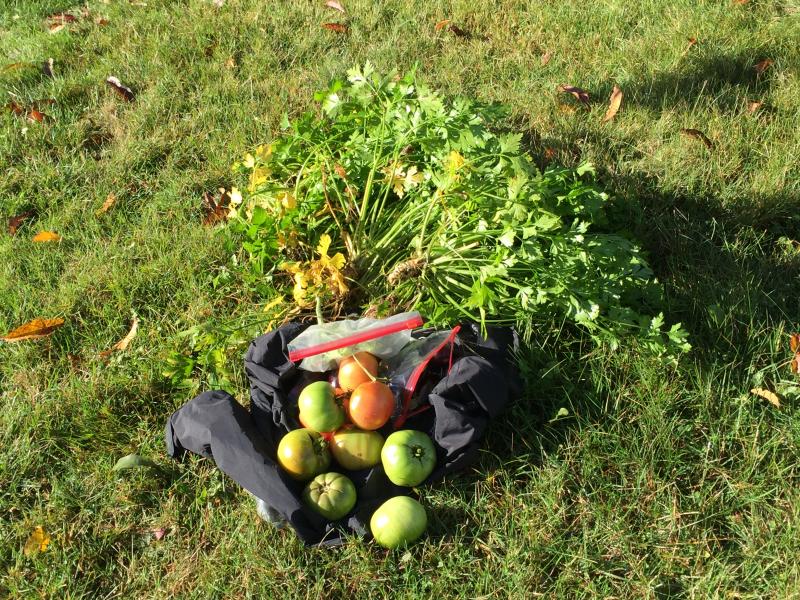 Just a small sample of the produce the kids are taking home. KATRINA CLARK/Boothbay Register